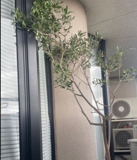 高さ1.6メートル　オリーブの木　観葉植物　葉っぱ　植物　グリーン