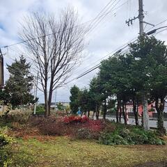 草刈り 庭木 伐採