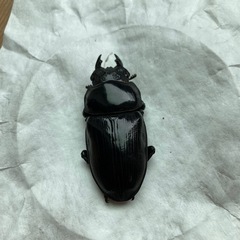 91.8mmオオクワガタ同腹メス単品　 　　  