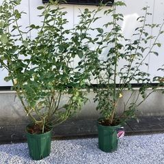 バラ