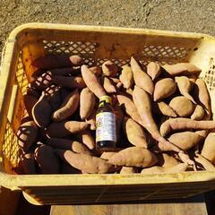 熟成紅はるか、丸干し用20ｋｇ2000円❤特売中（干し芋つくりの...