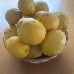 【今が旬!】カリン約1kgの画像