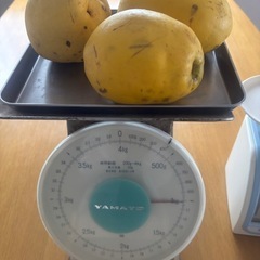 【今が旬!】カリン約1kgの画像