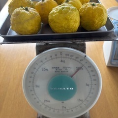 【完熟!】柚子約1kgの画像