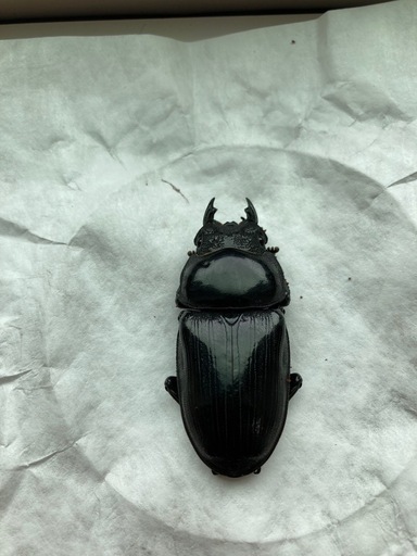 91.8mmオオクワガタ同腹メス単品