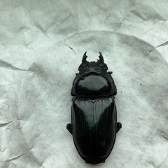 91.8mmオオクワガタ同腹メス単品