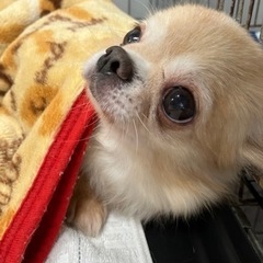 里親募集☆チワワ♀ラブちゃん