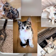 🐾 愛嬌が良すぎな三毛ちゃん　体重1㌔　3か月くらい 🐾　先月瀬...