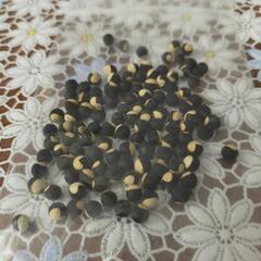 フウセンカズラの種の画像