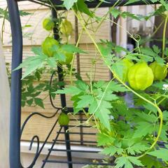 フウセンカズラの種の画像