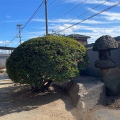 庭木 サツキ
