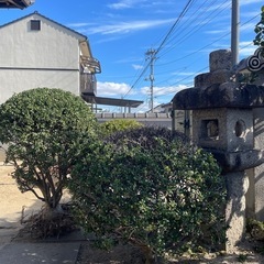 庭木
