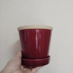 植物　鉢　まとめ売りの画像