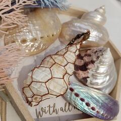 貝の飾り🐚手作りの一点物✨セットの画像