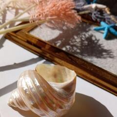 貝の飾り🐚手作りの一点物✨セットの画像
