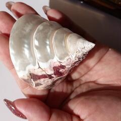 貝の飾り🐚手作りの一点物✨セットの画像