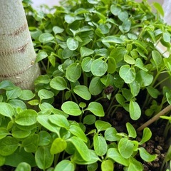 パパイヤの芽🌱