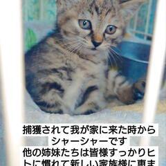 トーティーシェル　メス2ヶ月齢ほど　シャンプー、ノミ・ダニ駆除薬...