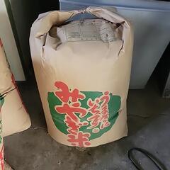 追加！本日11月24日引き取り可能なかた！！！令和6年新米【ササニシキ30キロ1体・ひとめぼれ30キロ1体】玄米