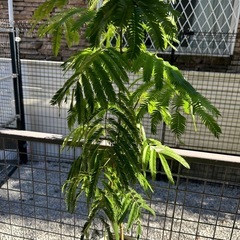 エバーフレッシュ 高さ90センチ　観葉植物