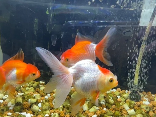 金魚　オランダ