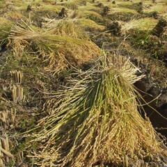 籾殻　もみ殻　家庭菜園　土壌改良　ふかふか土　野菜作り　貸し農園　マルチ　ぼかし材の画像
