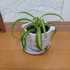 株分けしたオリズルラン