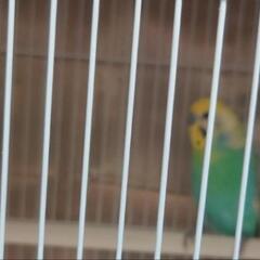 セキセイインコ　ペア