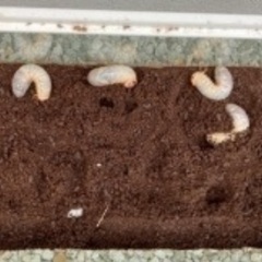 ⭐︎カブトムシの幼虫⭐︎