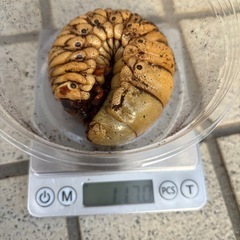 エレファスゾウカブト　幼虫