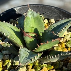 アガベ No.1
の画像