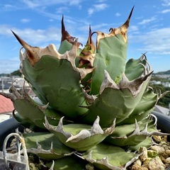 アガベ No.1
の画像