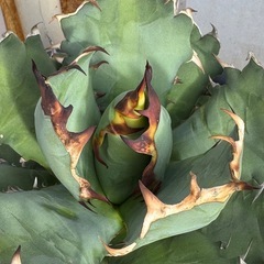 アガベ No.1
の画像