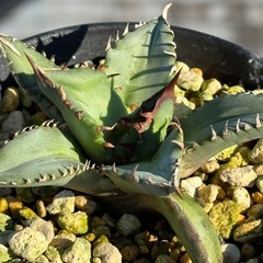 アガベ No.1
の画像