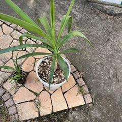 観葉植物　ユッカ、月下美人、シャコバサボテンかイエローピタヤ