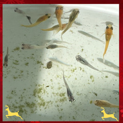 【メダカとクリスマス】稚魚 Sサイズ 50匹