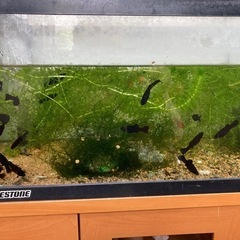 (20) アナカリス10本 100円 メダカ、熱帯魚用に最適！複数可 