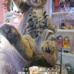 メス　3ヶ月半齢ほど　ブラウンマッカレルタビーに見えるけど少しトータシェル − 三重県