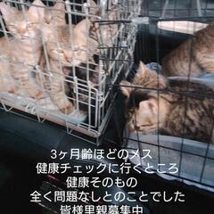 メス　3ヶ月半齢ほど　ブラウンマッカレルタビーに見えるけど少しトータシェル - 伊勢市