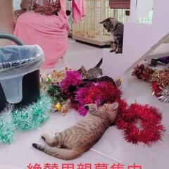 メス　ブラウンマッカレルタビーに見えるけどトーティーシェルタビー - 猫