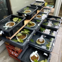 改良メダカ各種