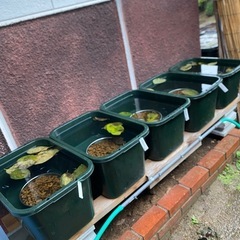 改良メダカ各種の画像