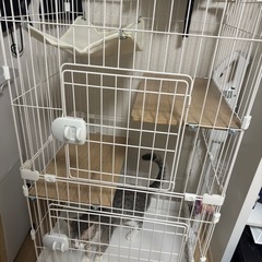 猫　ゲージの画像