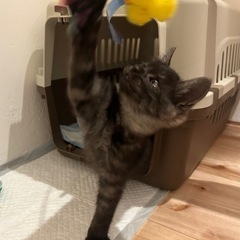 飼い主さん募集します！（候補者の方とお話し中です。） - 猫