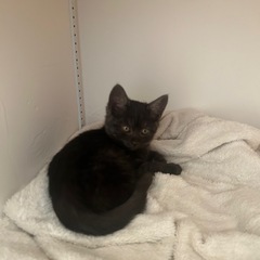 飼い主さん募集します！（候補者の方とお話し中です。） − 鹿児島県