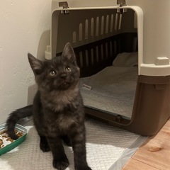 飼い主さん募集します！（候補者の方とお話し中です。） - 姶良市