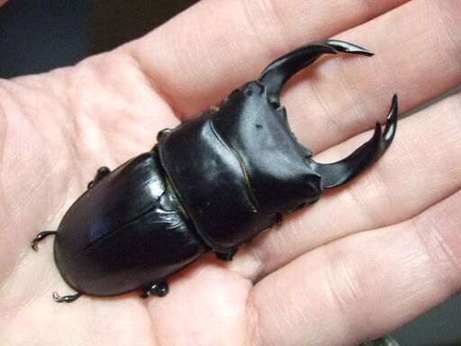 三重県産オオクワガタ F1 ♂69ミリ ♀45.2ミリ ペア