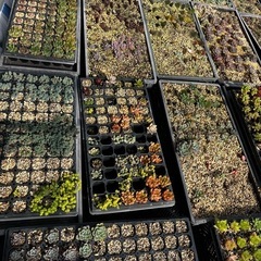 多肉植物の画像