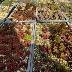 多肉植物の画像