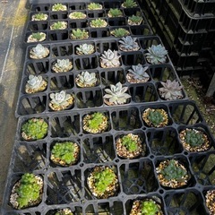 多肉植物の画像